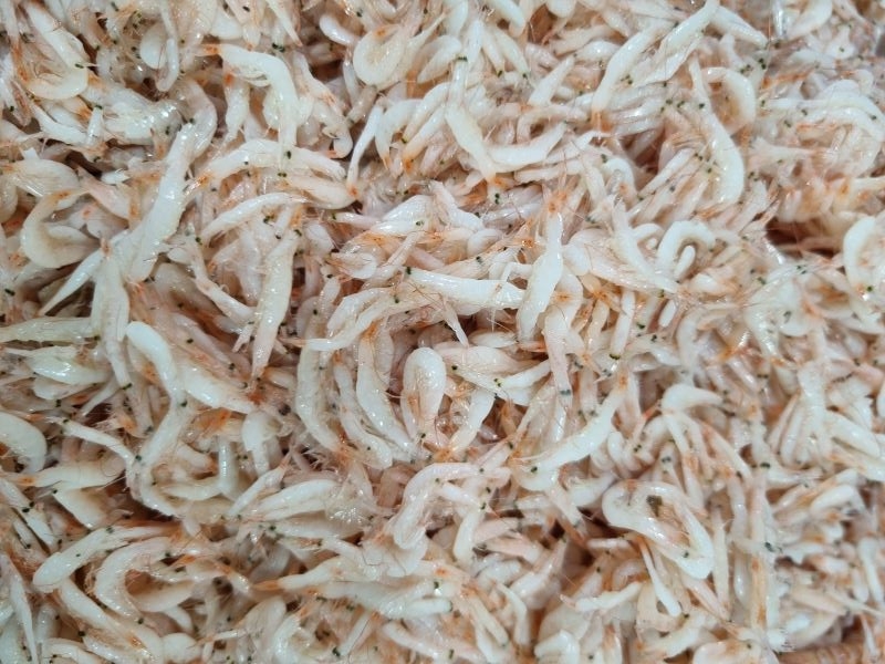 Close-up of Premium Salted Baby Shrimp (Acetes japonicus) – ideal for Korean kimchi and Asian cuisine.