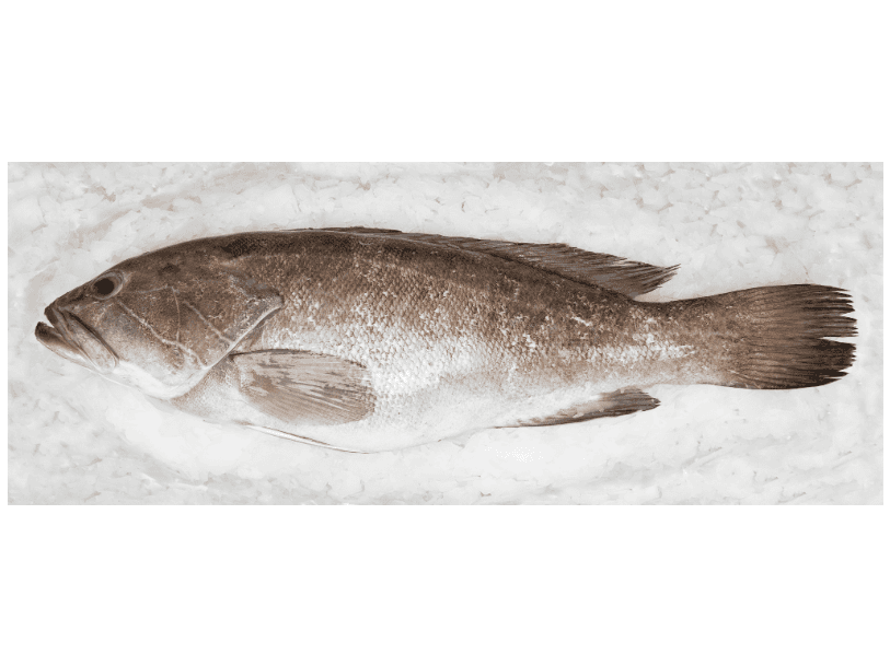 Grouper whole cleaned, GGS