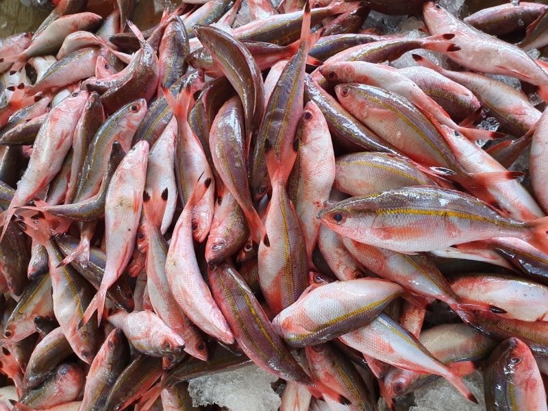 Frozen gold band fusilier fish whole round from Vietnam for export