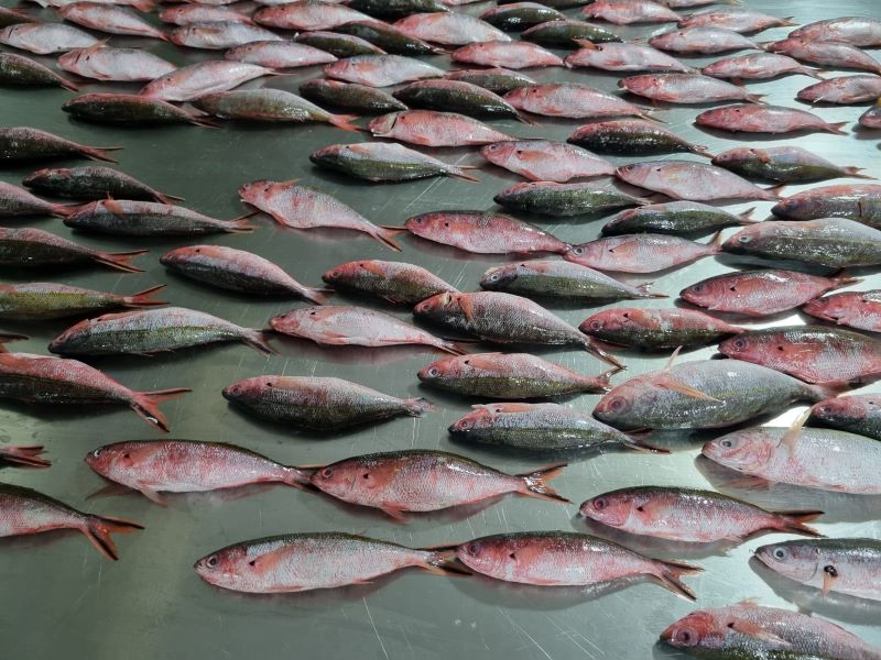 Frozen double line fusilier fish whole round from Vietnam for export