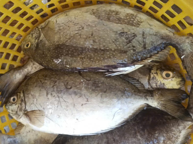 Pasar Rabbit Fish Frozen Rabbit Fish - Farm Raised
