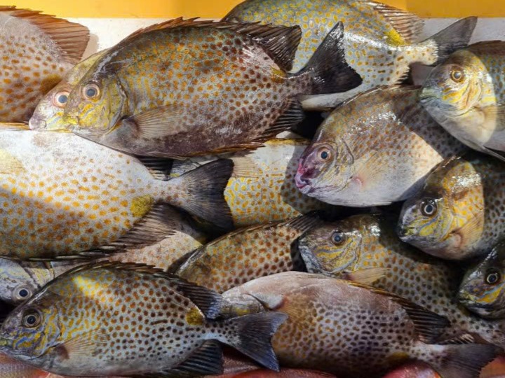 Pasar Rabbit Fish Frozen Rabbit Fish - Farm Raised