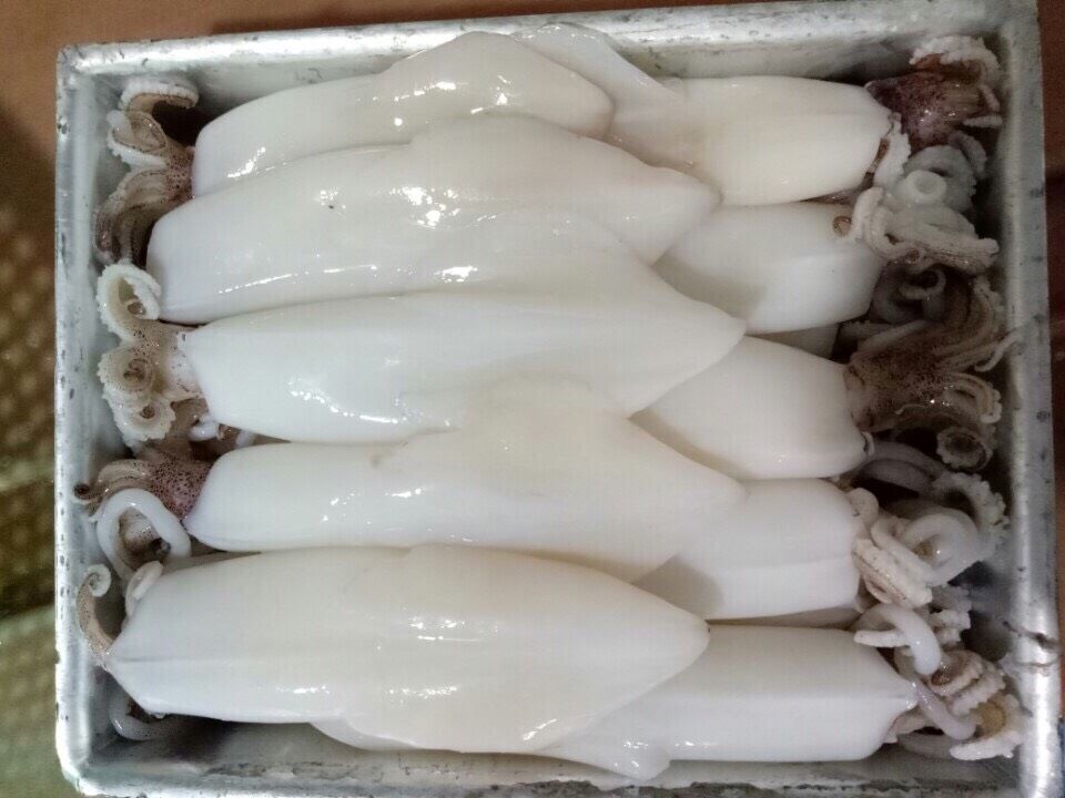 vietnam-frozen-loligo-squid-whole-cleaned