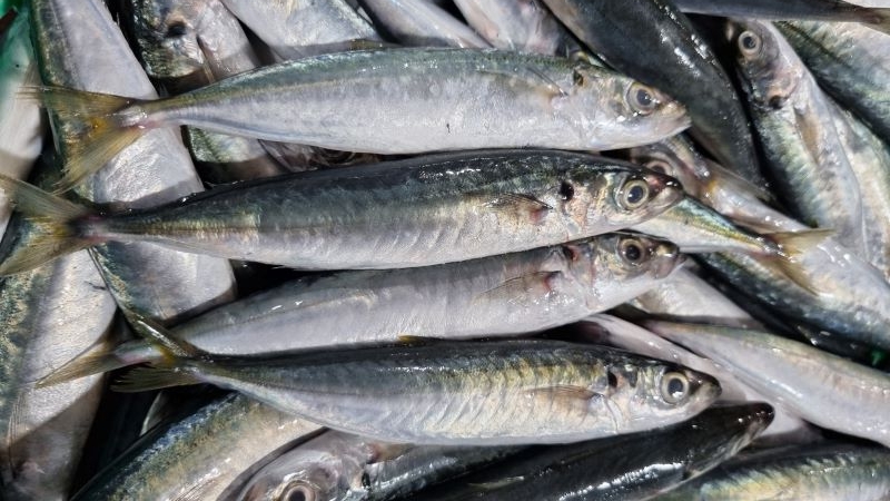 frozen-layang-scad-wild-caught-vietnam-supplier