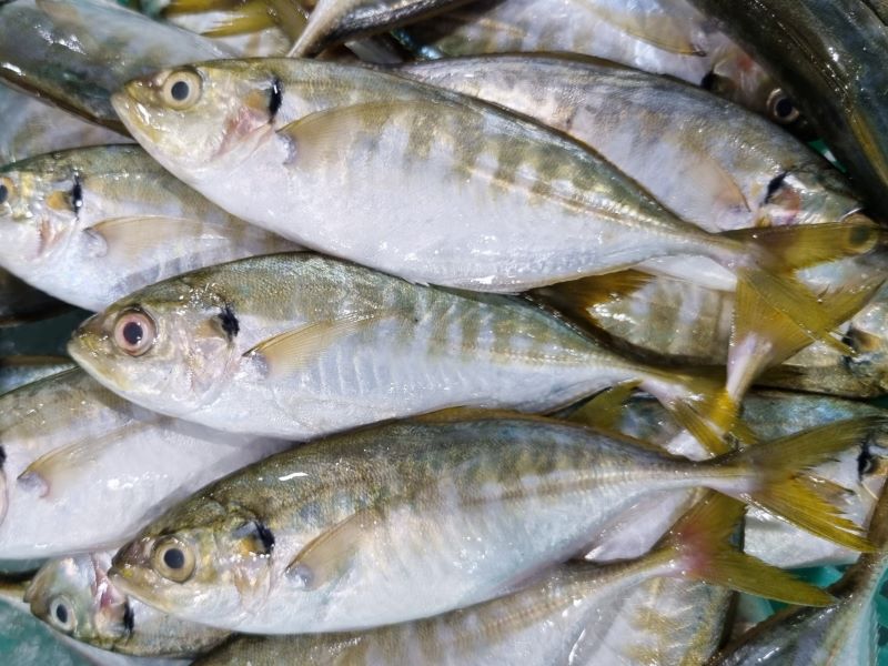 frozen-yellow-tail-scad-wild-caught-vietnam-supplier
