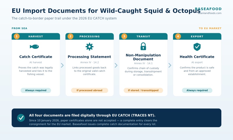 EU IUU documents required for wild-caught squid and octopus imports