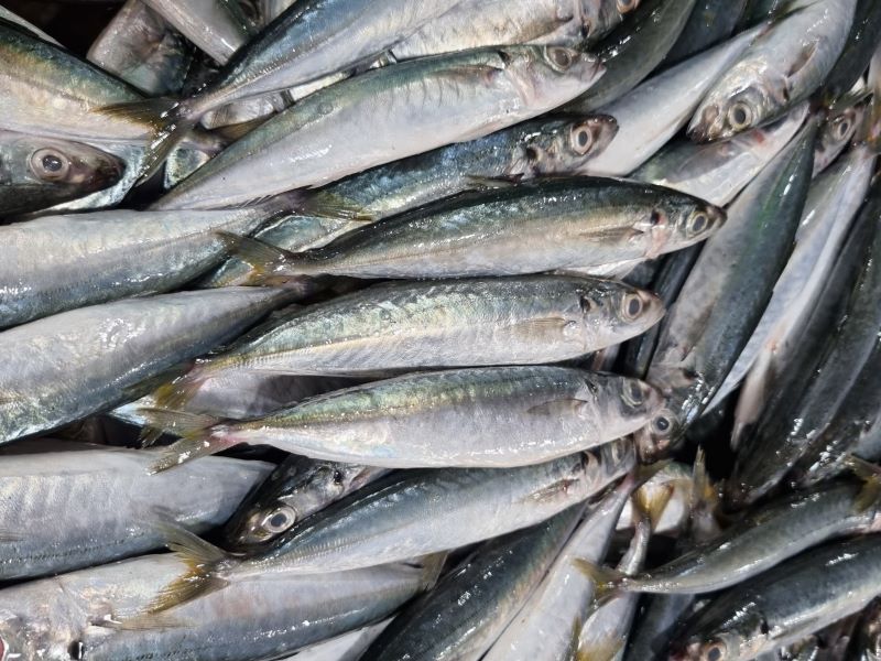 Frozen Whole Round Layang Scad, Galunggong Vietnam Supplier