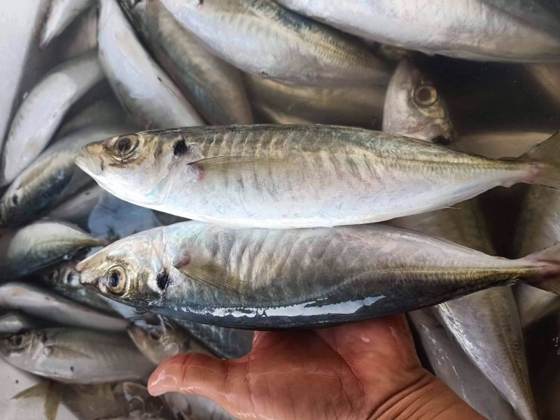 Frozen Whole Round Scad (Galunggong, Cigar Minnow) Vietnam Supplier