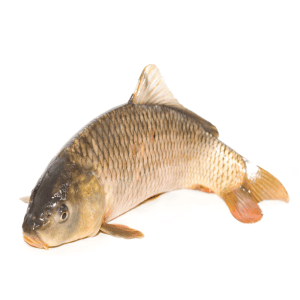 Carp fish