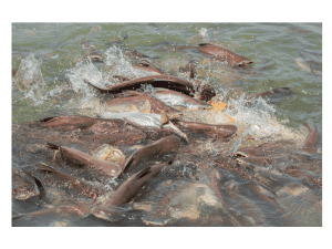 Pangasius (Tra fish)