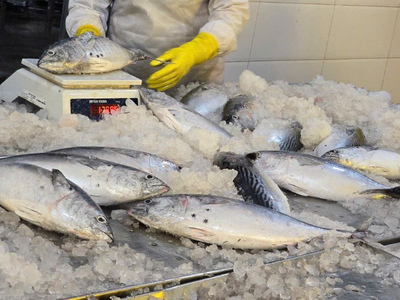 Frozen Bonito Whole Round, Ngừ bông, 巴鲣